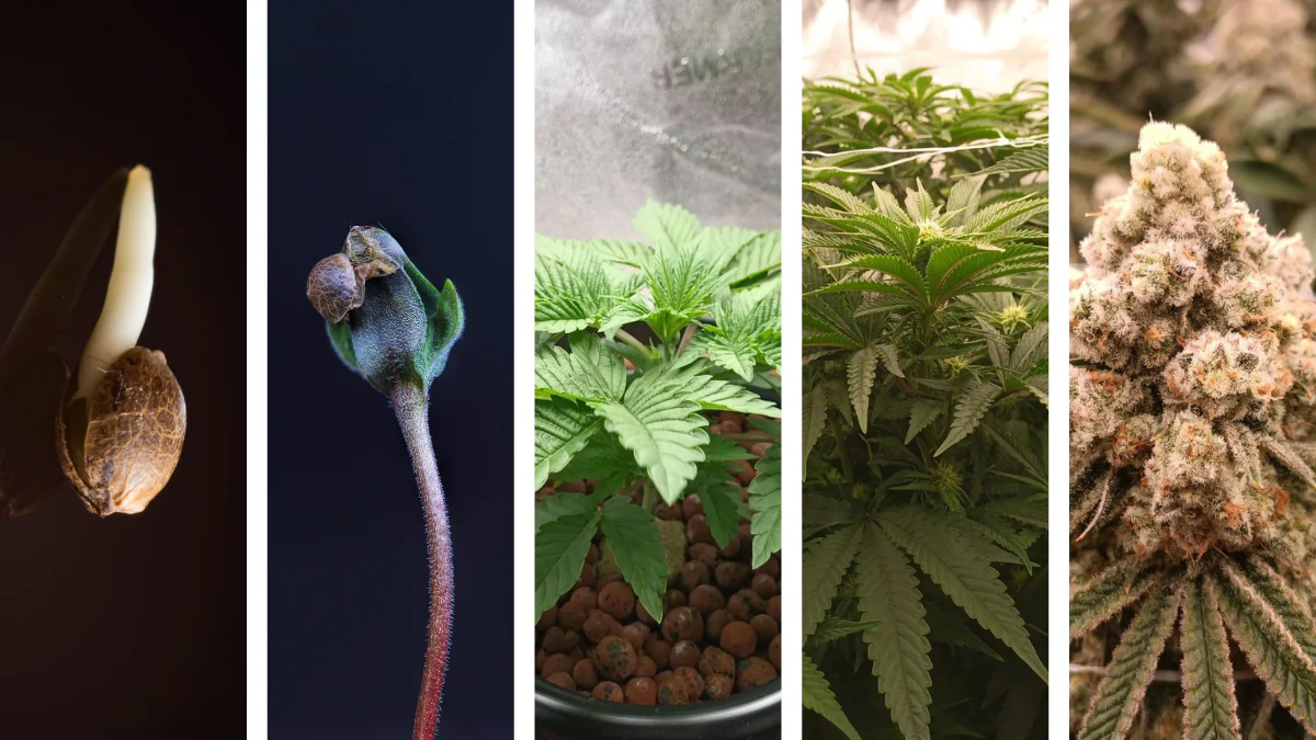 Cannabis Growth Cycle
