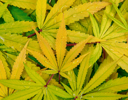 cannabis