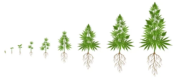 Cannabis Growth Cycle