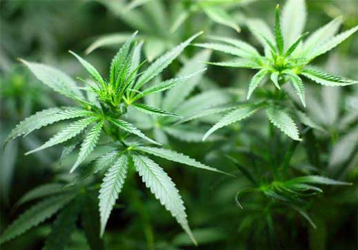 cannabis employed