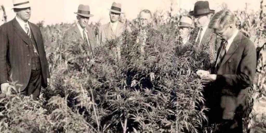 The history of cannabis prohibition in the United States