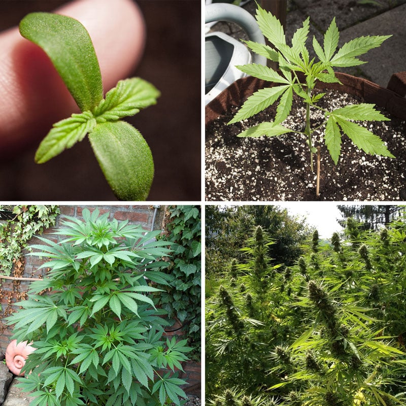 marijuana plant growth