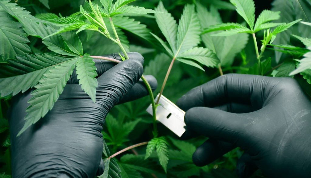 How to replicate cannabis plants