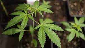 How does cannabis produce impacts?