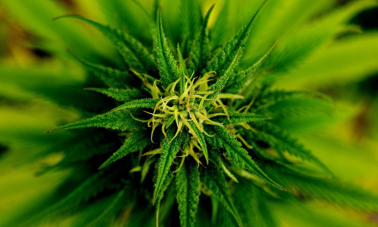 How Cannabis Affects the Body: The Science Behind Its Impacts