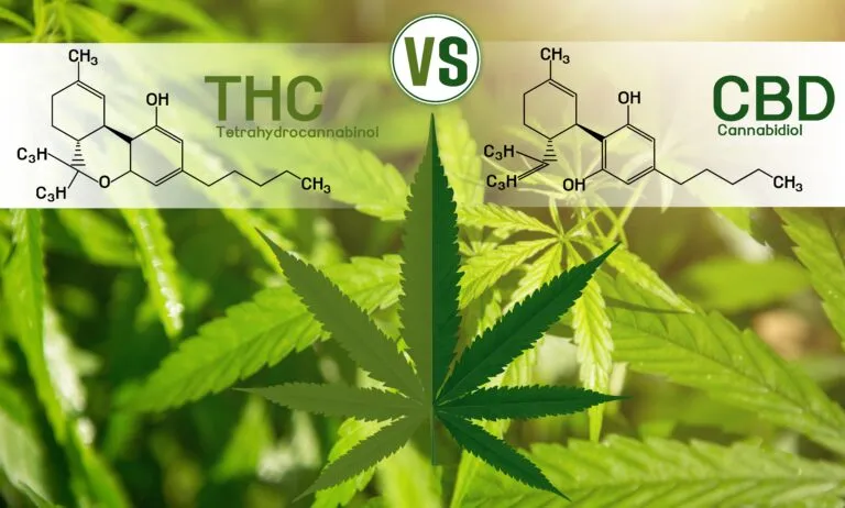  Cannabis