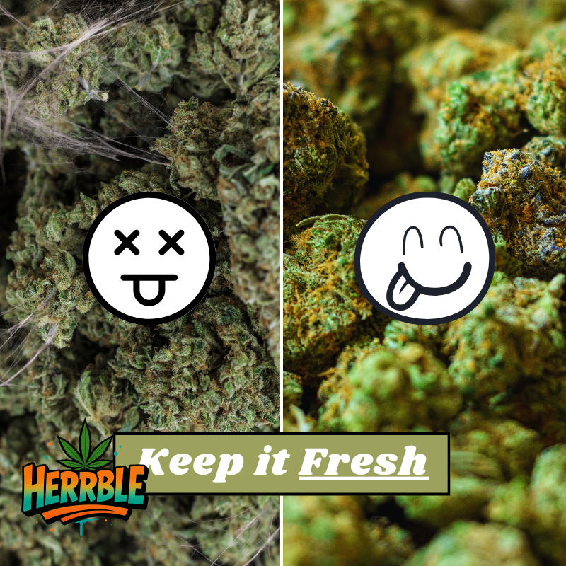 How to Properly Store Weed for Maximum Freshness