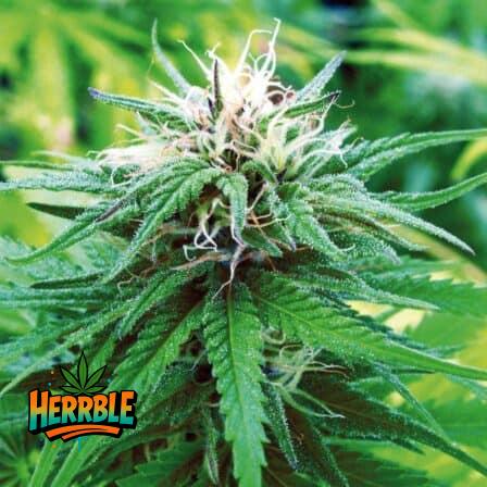 Who is Sativa Marijuana Suitable For and When?