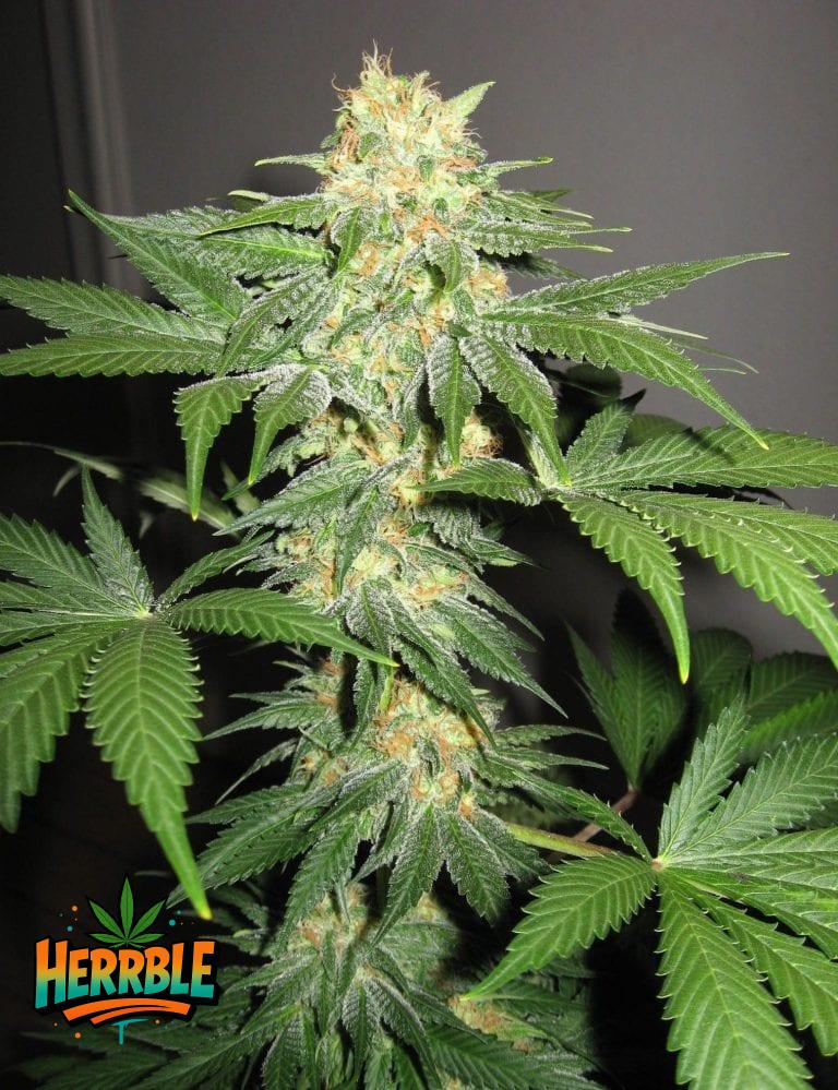 What Does the Type of Marijuana Leaf Tell Us?
