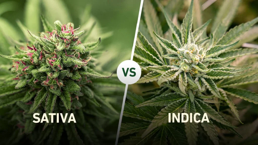 Indica vs. Sativa: What's the Difference?